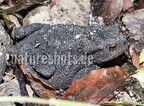 Bufo bufo female 9152438