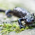 Salamandra atra atra 9132346