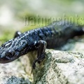 Salamandra atra atra 9132354