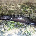 Salamandra atra atra 9152459