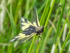Libelloides coccajus 5191848