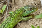 Lacerta bilineata