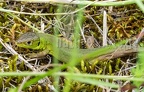 Lacerta bilineata juvenile 5191778