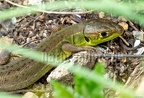 Lacerta bilineata juvenile 5191789