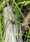 Lacerta bilineata 5191807