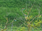 Merops apiaster 5191815