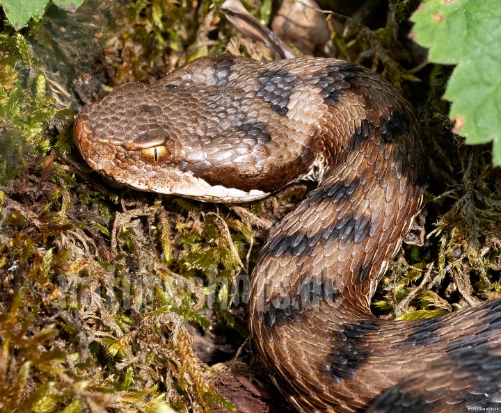 Vipera_aspis_5201859.jpg