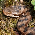 Vipera aspis 5201859
