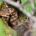 Vipera aspis 5201874
