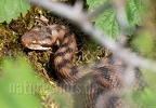 Vipera aspis 5201874