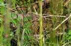 Vipera aspis 5201890