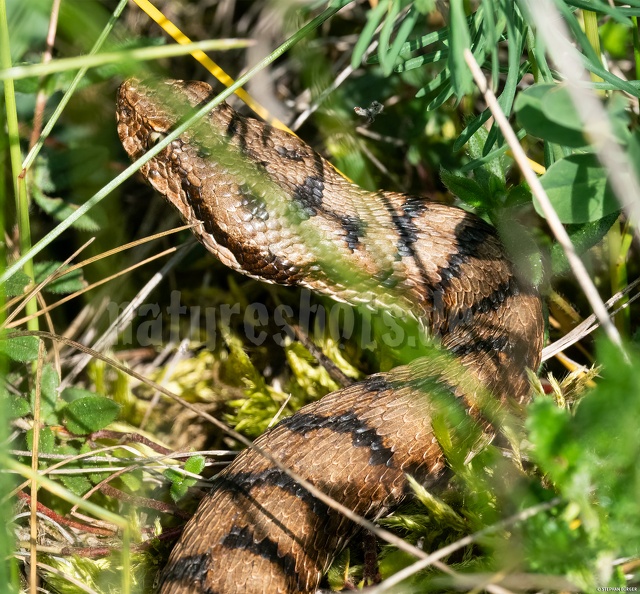 Vipera_aspis_5201909.jpg