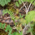 Vipera aspis 5201934