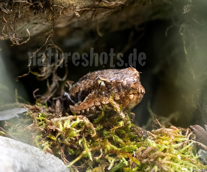 Vipera_aspis_5201944.jpg