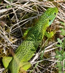 Lacerta bilineata male 5201900