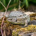 Lacerta agilis agilis female 5201968