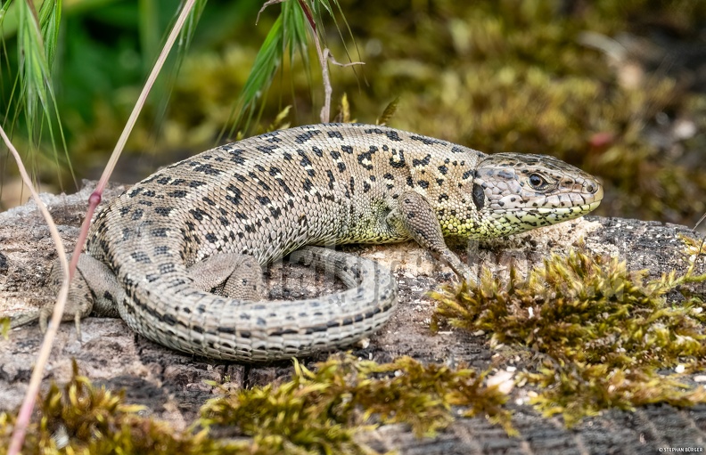 Lacerta_agilis_agilis_female_5201986.jpg