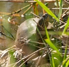 Emys orbicularis orbicularis 6130077