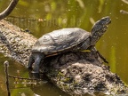 Schildkröten · Tortoises