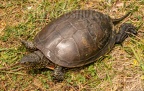 Emys orbicularis orbicularis female 6160507