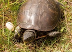 Emys orbicularis orbicularis female with eggs 6160487