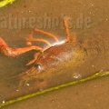 Procambarus clarkii 6150343