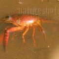 Procambarus clarkii 6150362