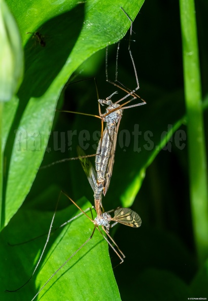 Couple_of_gnats_mating_5070679_aRGB-sharpAI.jpg
