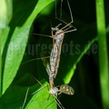 Couple of gnats mating 5070679