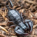 Euscorpius sp. 5080762-64