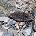 Nepa cinerea 5070725