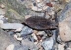Nepa cinerea 5070725