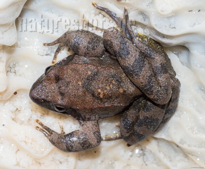 Rana italica_5070408.jpg
