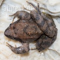 Rana italica 5070408