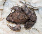 Rana italica 5070408