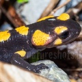 Salamandra salamandra gigliolii 5080848