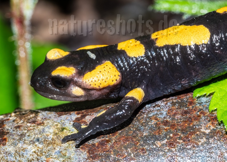 Salamandra_salamandra_gigliolii_5080858.jpg
