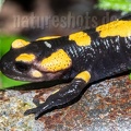 Salamandra salamandra gigliolii 5080858