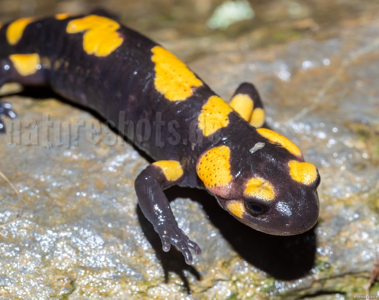 Salamandra_salamandra_gigliolii_5080870.jpg