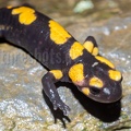 Salamandra salamandra gigliolii 5080870