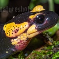 Salamandra salamandra gigliolii 5080880