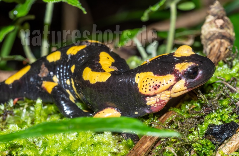 Salamandra_salamandra_gigliolii_5080885.jpg