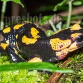 Salamandra salamandra gigliolii 5080885