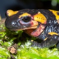 Salamandra salamandra gigliolii 5080893