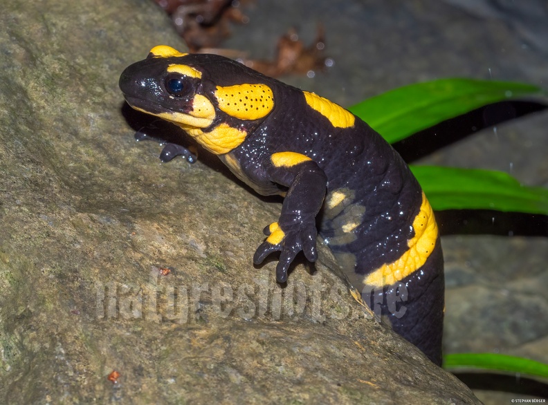 Salamandra_salamandra_gigliolii_5090925.jpg