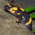Salamandra salamandra gigliolii 5090925