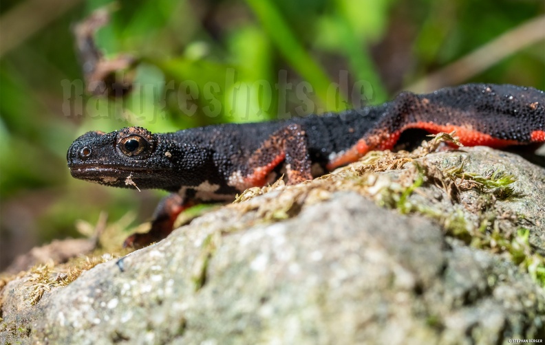 Salamandrina_perspicillata_5050191.jpg