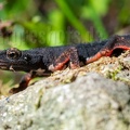Salamandrina perspicillata 5050191