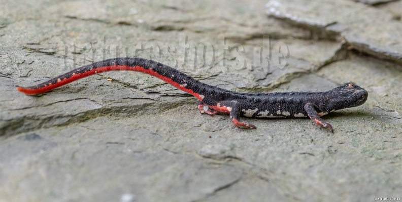 Salamandrina_perspicillata_5070486.jpg