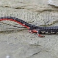 Salamandrina perspicillata 5070486
